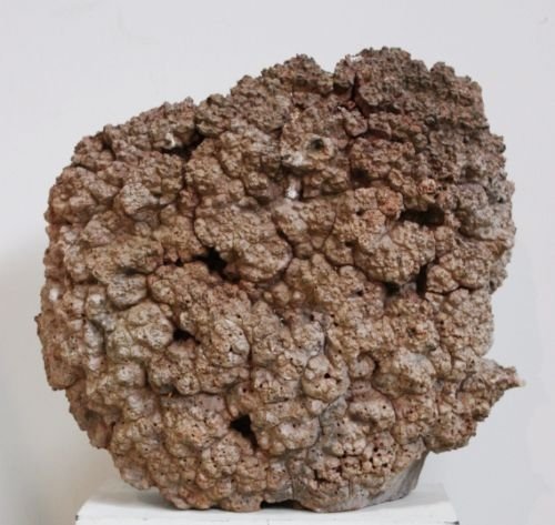 Decorative Antique Oak Burr